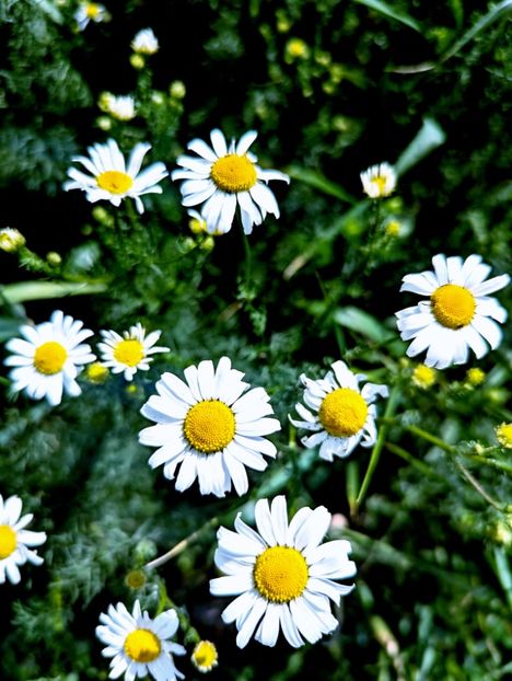  - Universul Natura si lumea sufletului meu