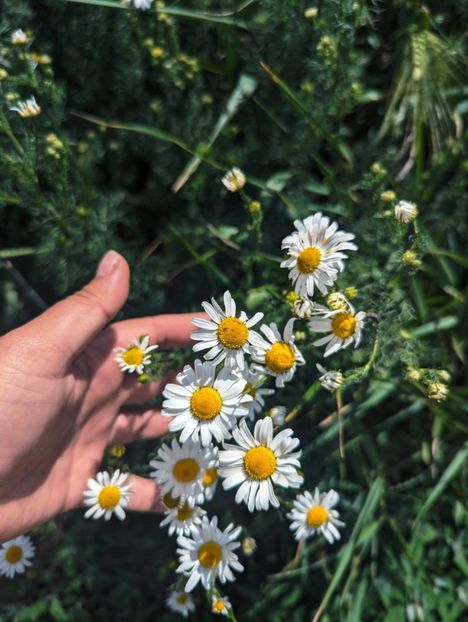  - Universul Natura si lumea sufletului meu
