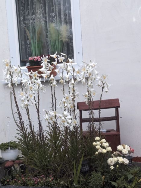  - Universul Natura si lumea sufletului meu