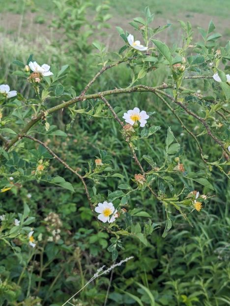  - Universul Natura si lumea sufletului meu