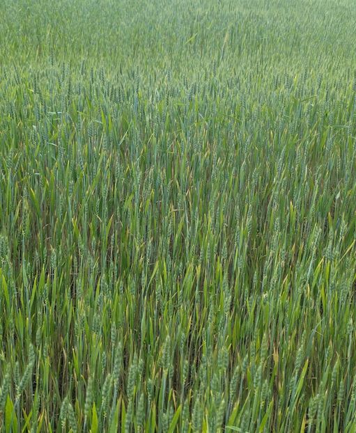  - Universul Natura si lumea sufletului meu