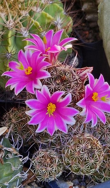  - Mammillaria