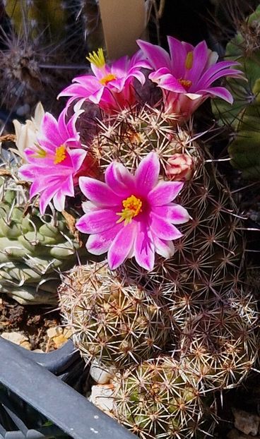  - Mammillaria