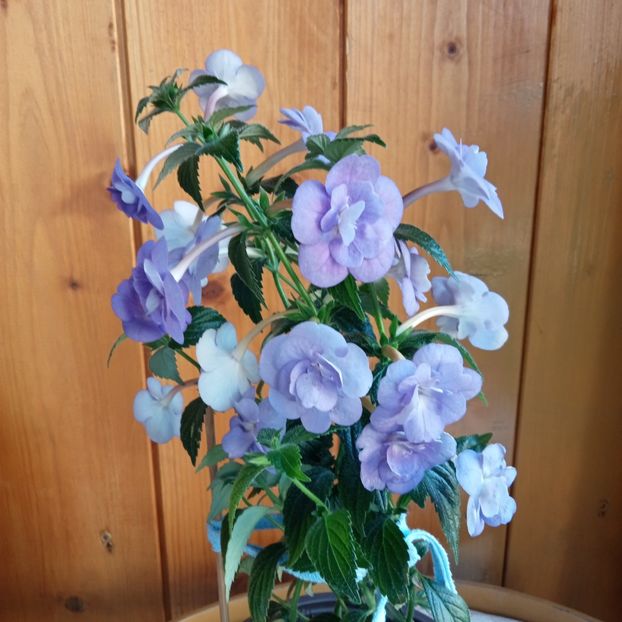  - Double Blue Rose