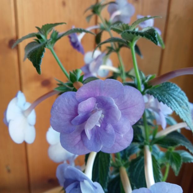  - Double Blue Rose