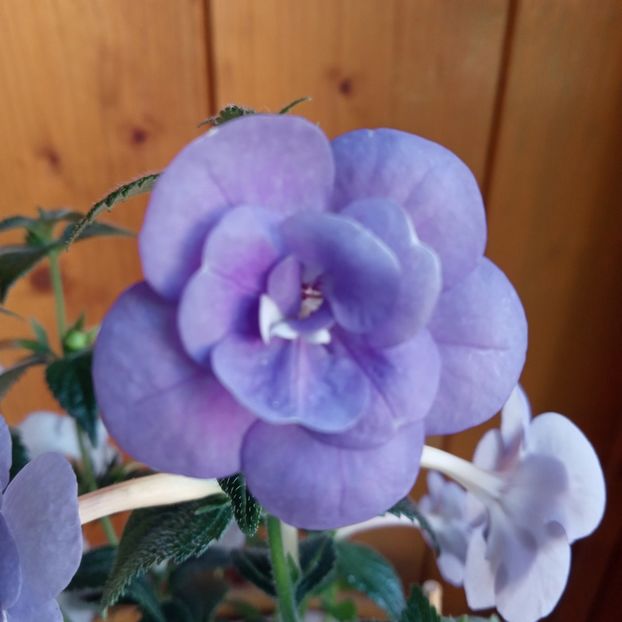  - Double Blue Rose