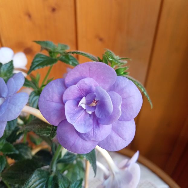  - Double Blue Rose