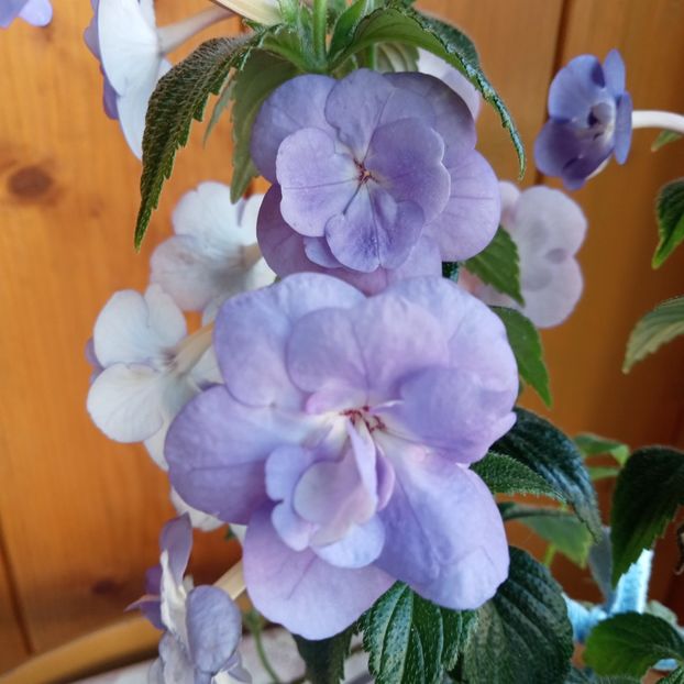  - Double Blue Rose