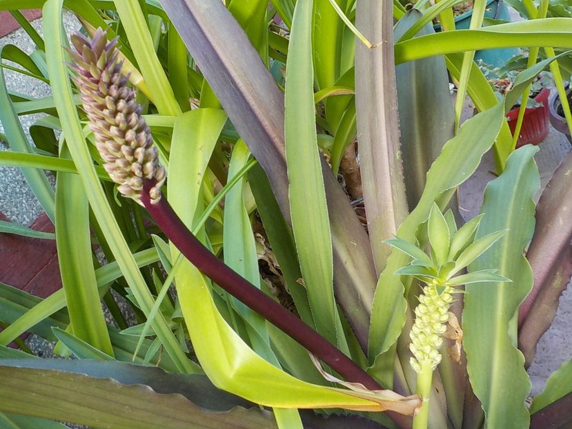  - eucomis