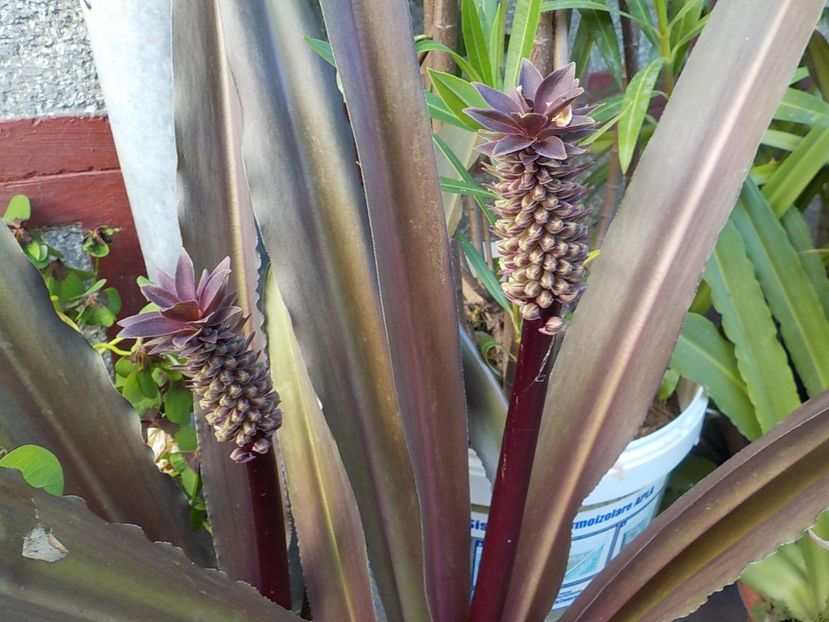  - eucomis