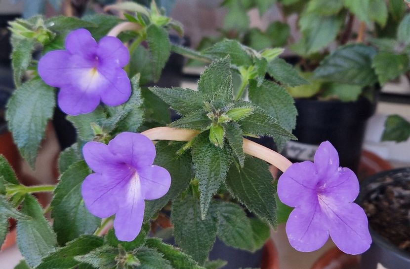 Ceva mai bine... - Annie Belle p