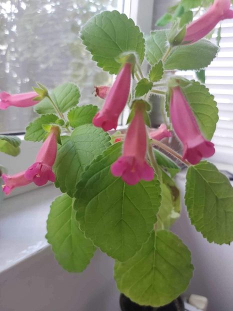 Messenger_creation_7171467454129291283 - Sinningia 2024