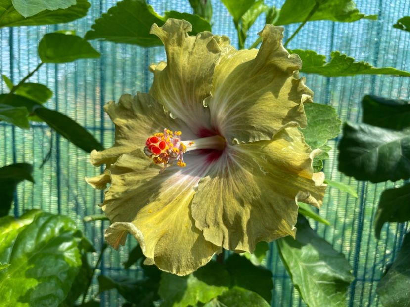  - Moorea Green Gold Pearl