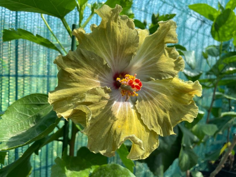  - Moorea Green Gold Pearl