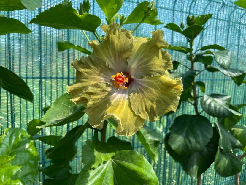  - Moorea Green Gold Pearl