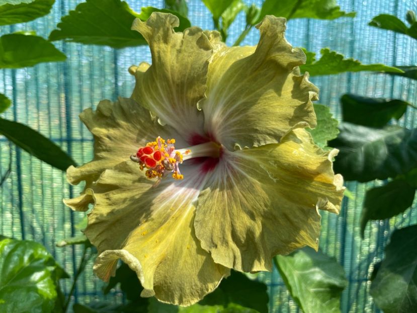  - Moorea Green Gold Pearl