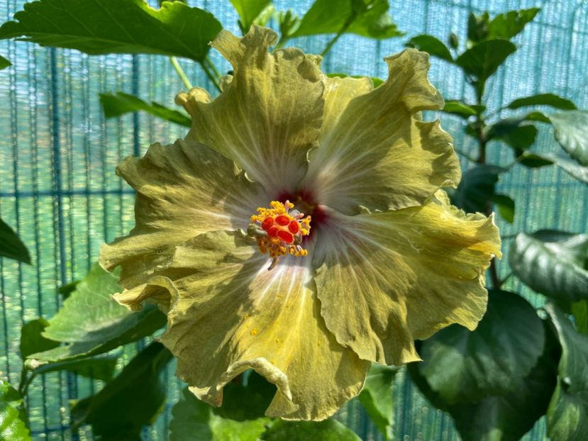  - Moorea Green Gold Pearl