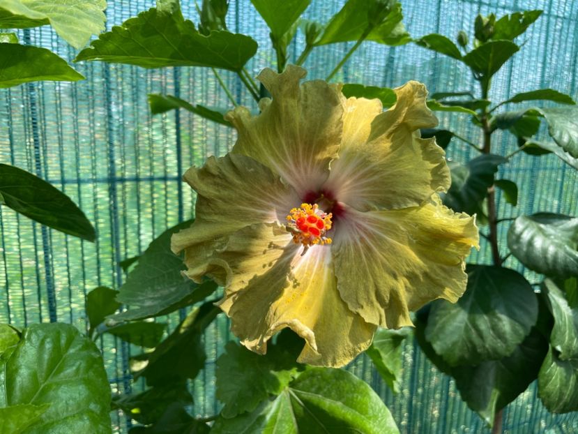  - Moorea Green Gold Pearl