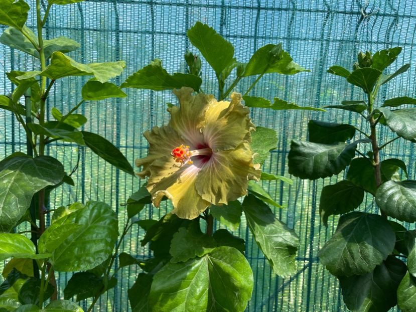  - Moorea Green Gold Pearl