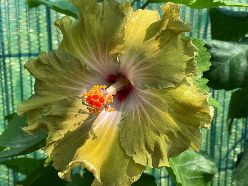  - Moorea Green Gold Pearl