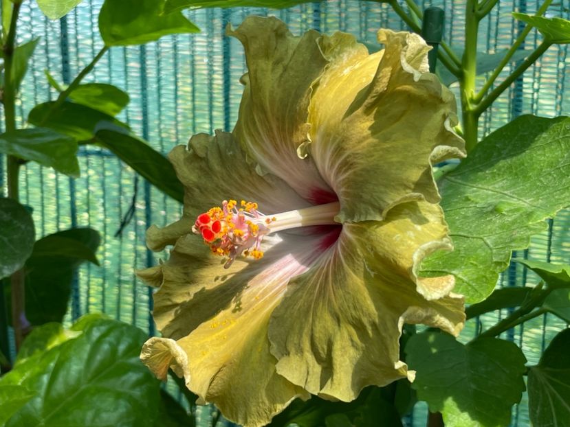  - Moorea Green Gold Pearl