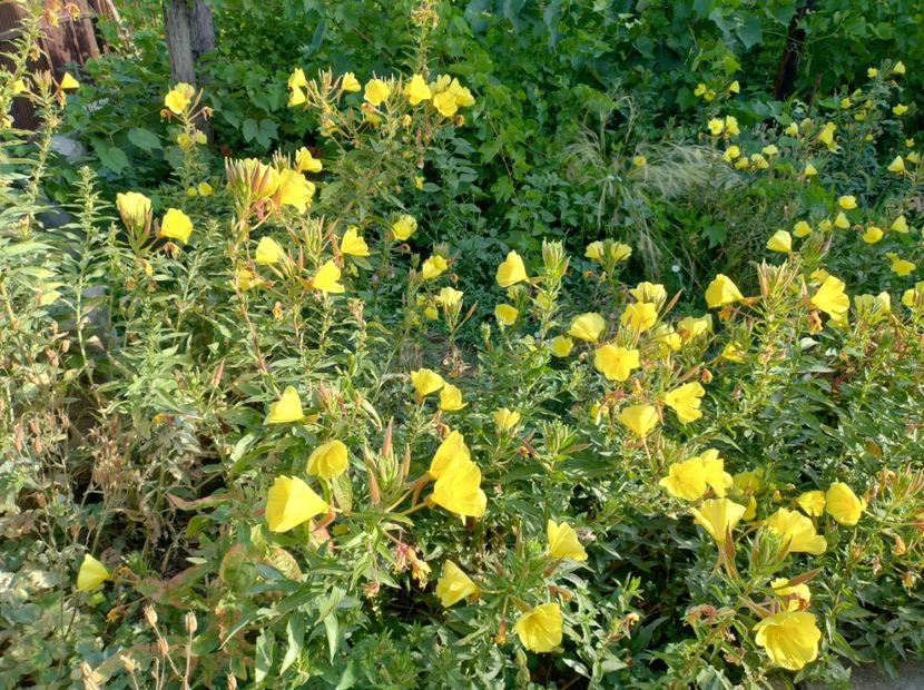  - Flori de gradină-2024