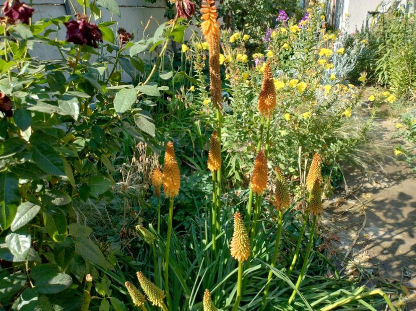  - Flori de gradină-2024