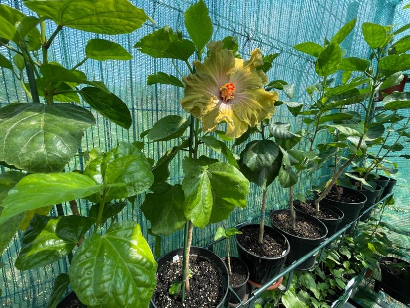  - 001 - Hibiscusi 2024 - 1