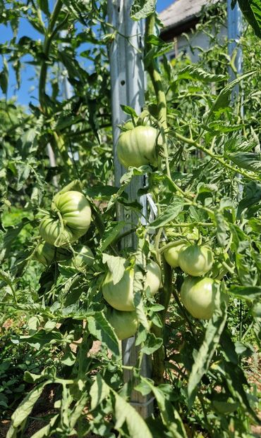  - 10 Gradinuta de legume 2024