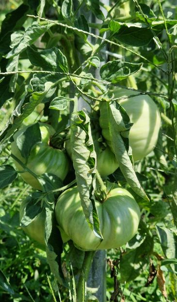  - 10 Gradinuta de legume 2024