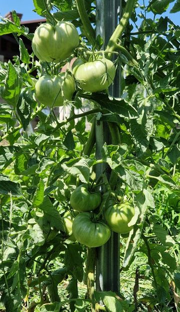  - 10 Gradinuta de legume 2024