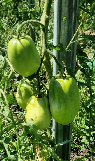  - 10 Gradinuta de legume 2024