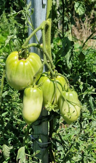  - 10 Gradinuta de legume 2024