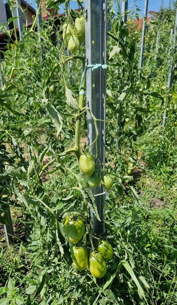  - 10 Gradinuta de legume 2024