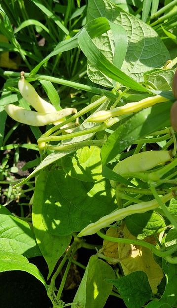 Fasole oloaga - 10 Gradinuta de legume 2024