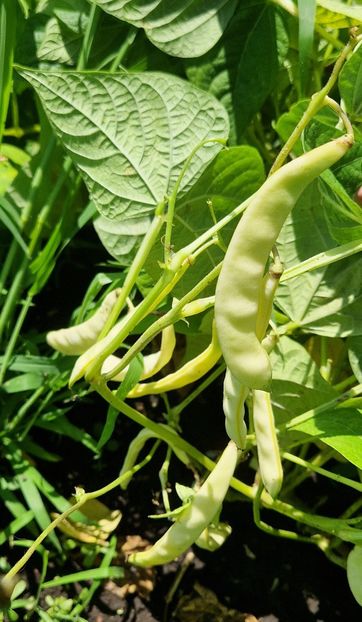  - 10 Gradinuta de legume 2024