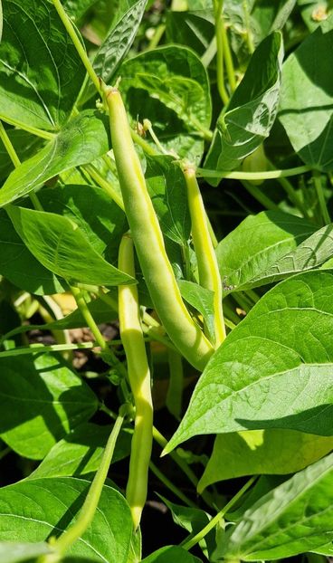  - 10 Gradinuta de legume 2024