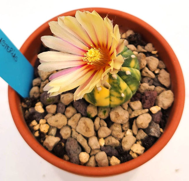 Astrophytum asterias Nishiki - Astrophytum asterias Nishiki