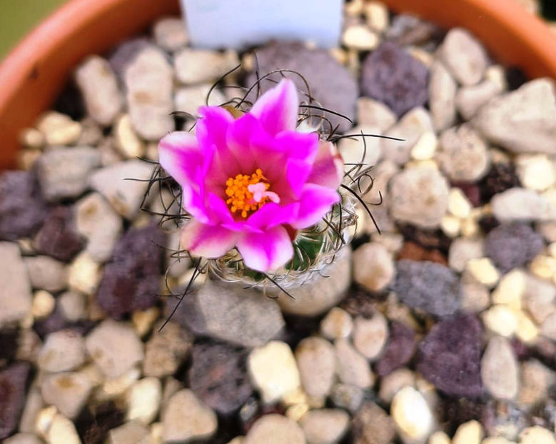 Turbinicarpus lausseri - Turbinicarpus lausseri_Sierra del Doctor_ Queretaro_ Mexico