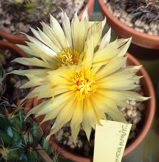 Coryphantha cornifera - Coryphantha cornifera