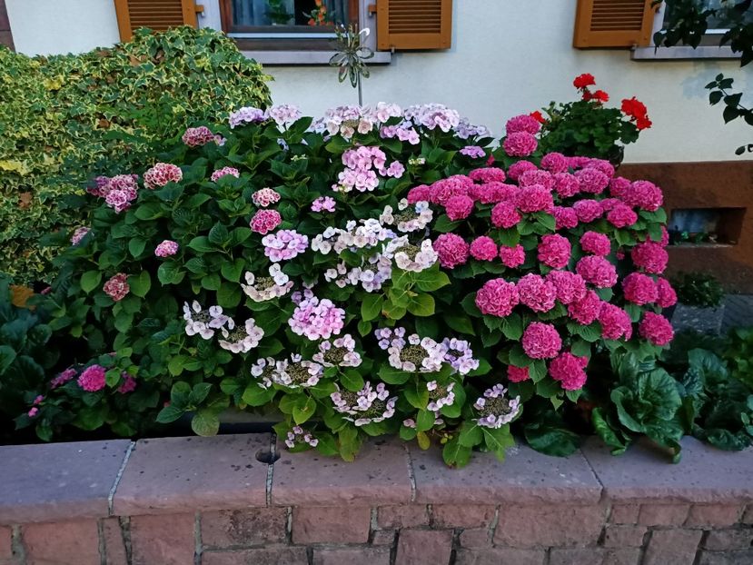 Img.2023.07.14 - Zu-Cele mai frumoase grădini