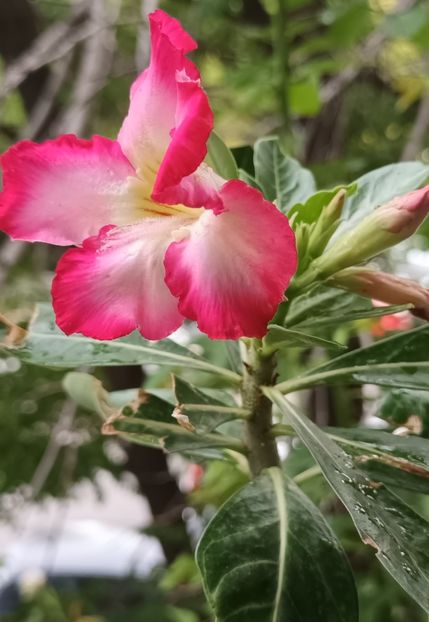  - Adenium sau trandafirul deșertului
