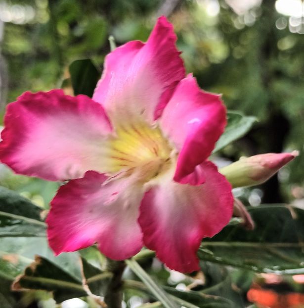  - Adenium sau trandafirul deșertului