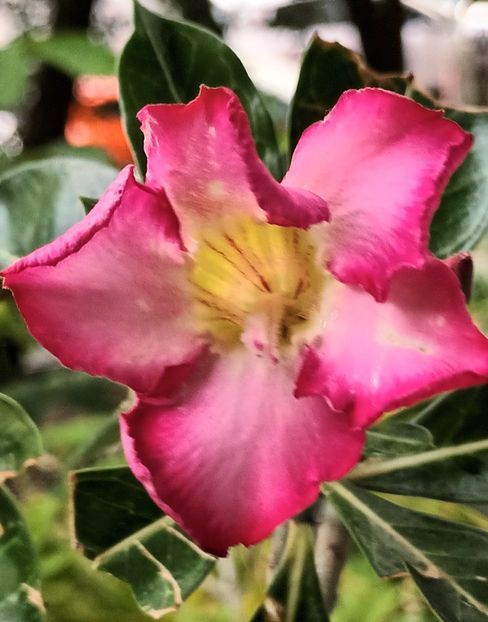  - Adenium sau trandafirul deșertului