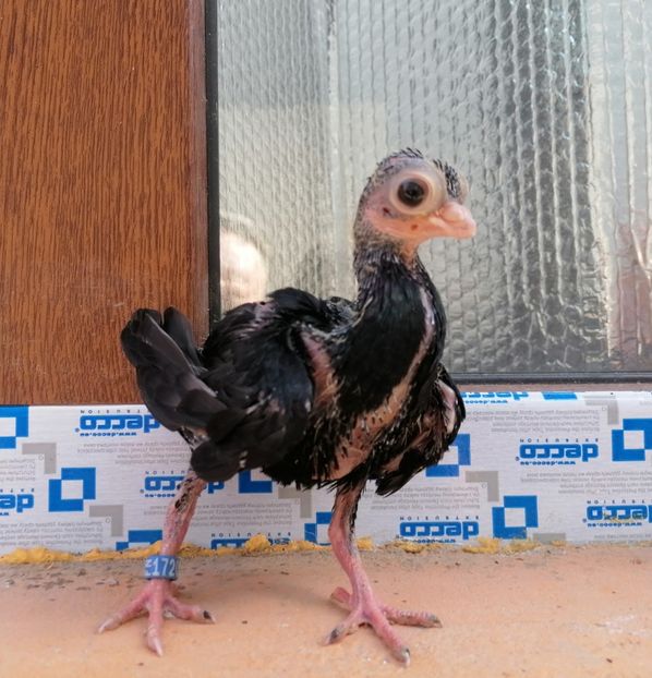 Pui 2024 - Cioc scurt de Budapesta 2024