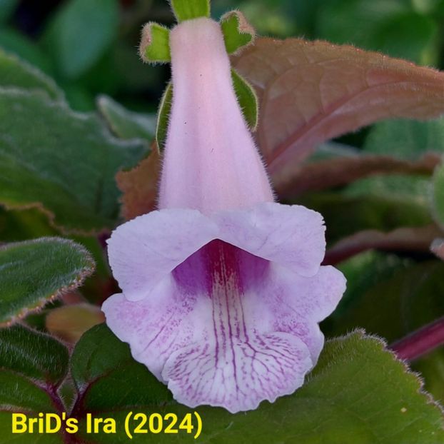 Img.2024.07.08 - Sinningia din semințe hibrizi Dna Dietze 2024