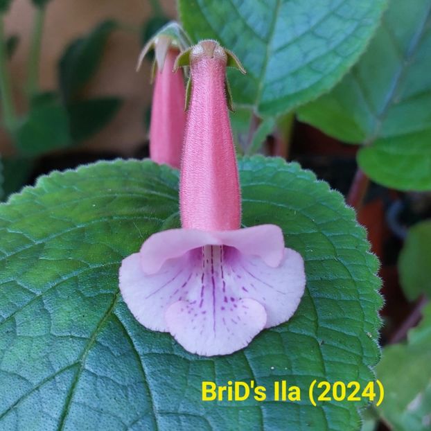 Img.2024.07.09 - Sinningia din semințe hibrizi Dna Dietze 2024