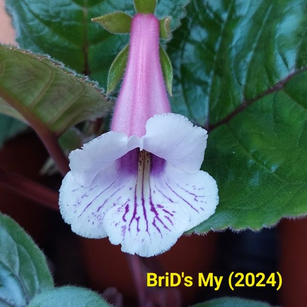 Img.2024.07.09 - Sinningia din semințe hibrizi Dna Dietze 2024