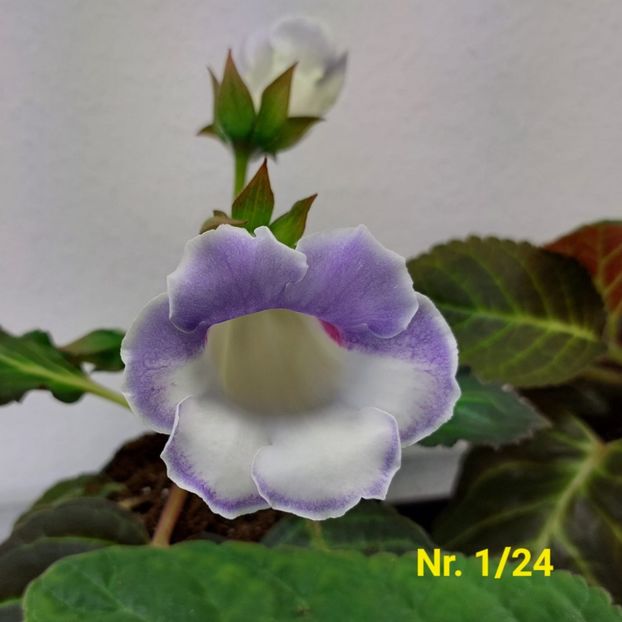 Img.2024.07.10 - Sinningia din semințe hibrizi Dna Dietze 2024