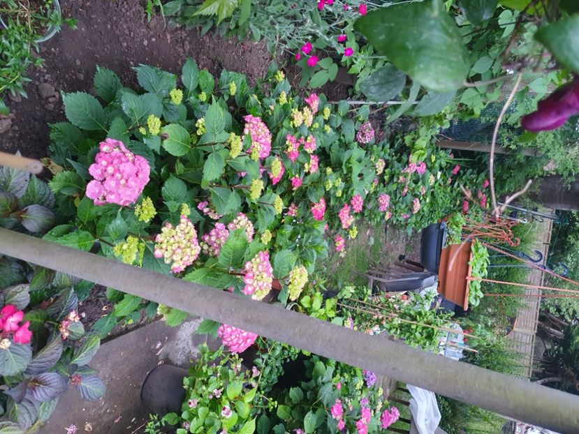  - - Gradina 2024
